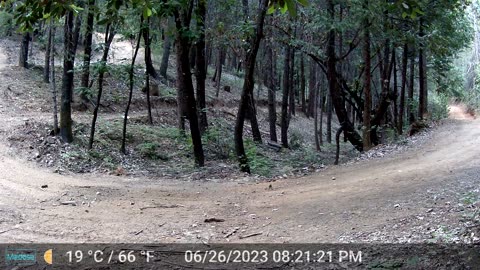 Casual Stroll by a Mountain Lion