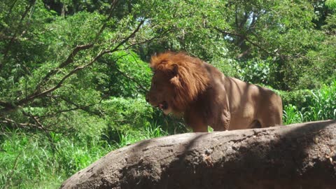 jungle king lion