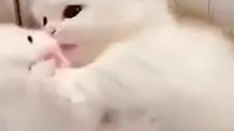 Baby cat kiss