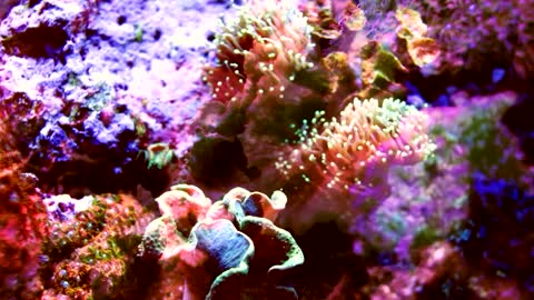 multicolored coral shot with fish projections