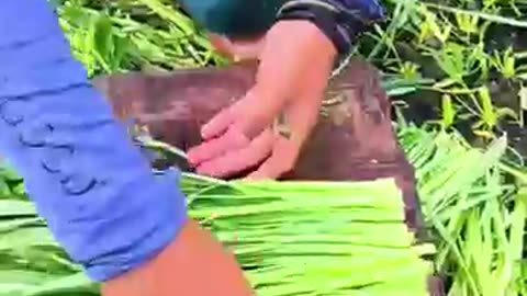 Water Spinach harvesting time! #farming #