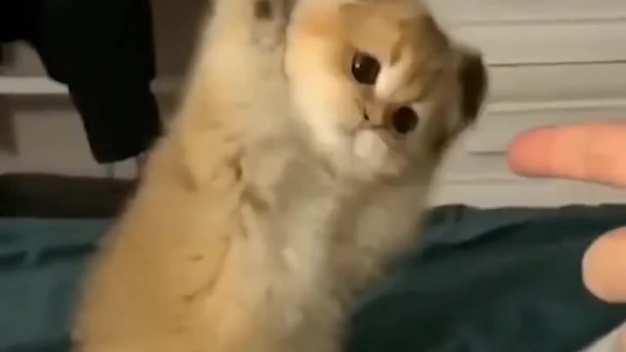 Funny cats, short, viral, America, England, beutiful, cute, funny