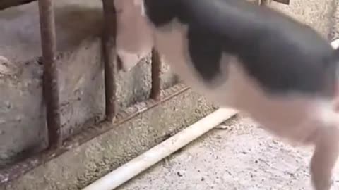 The piglet tries to get under the bars to get in with its mother