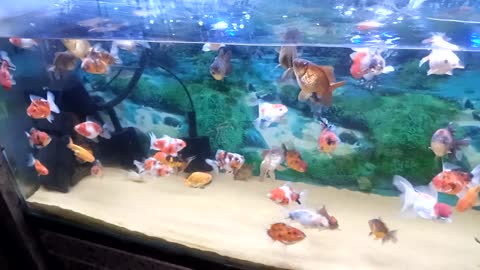 Fish aqurium