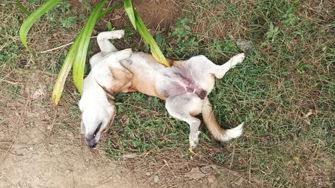 Pakistani Dog taking a nap.