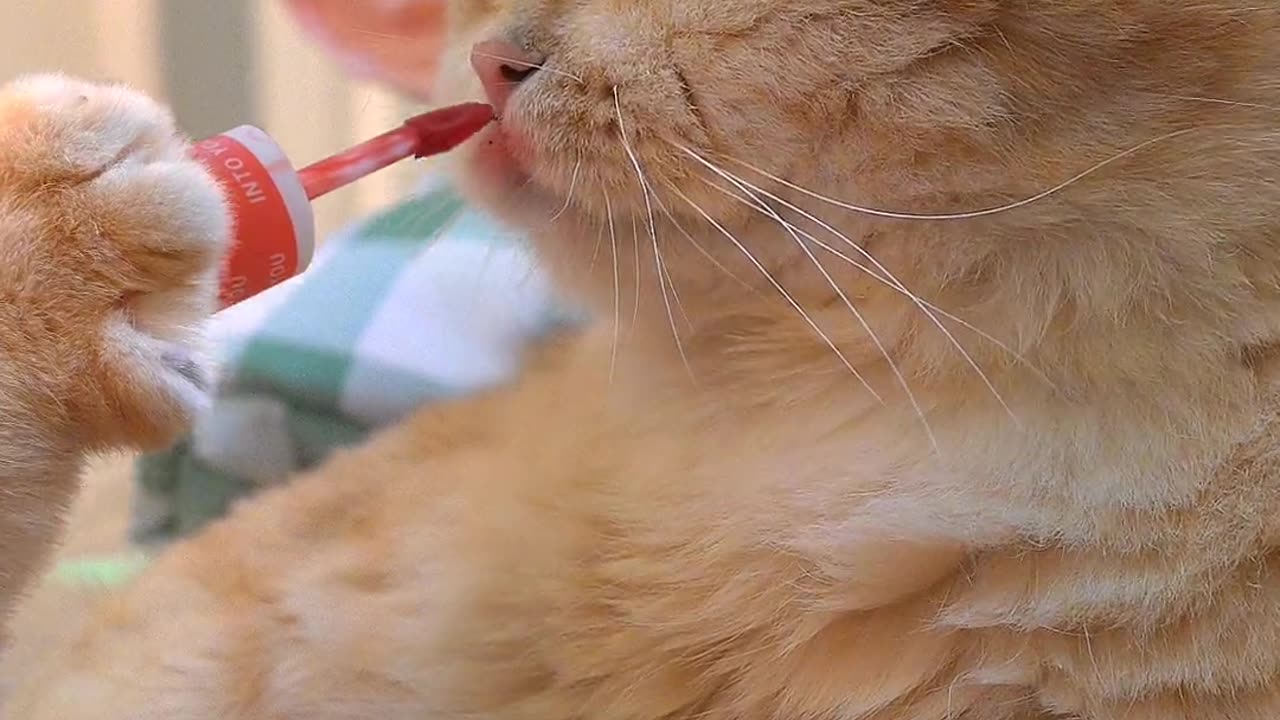 🙂Cat con play with balloons🙂