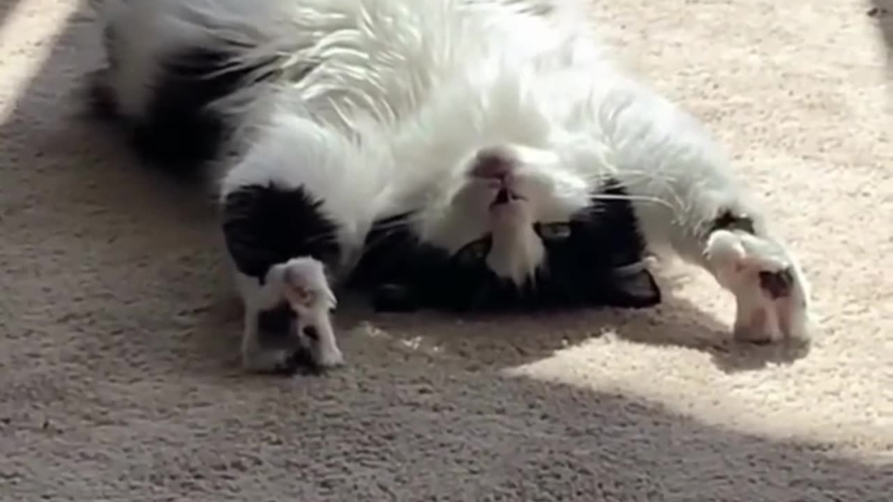 cute animals