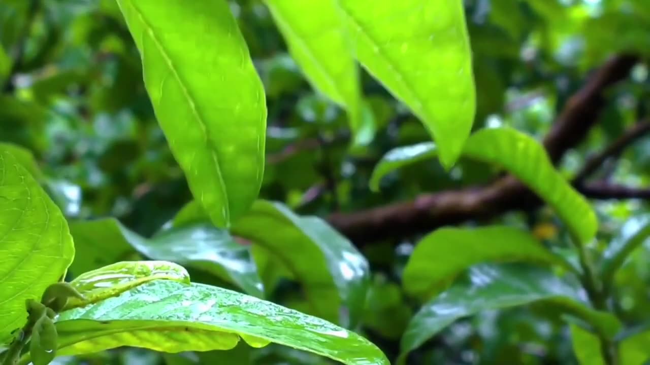 Relaxing Rain Music 30 Seconds |Rainy Day Status Video Download |Rain Background Music 30 Seconds|