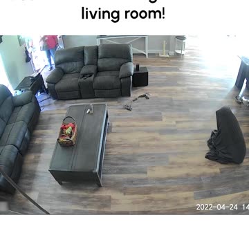 Hilarious Dog Gets Stuck in Couch Cover!