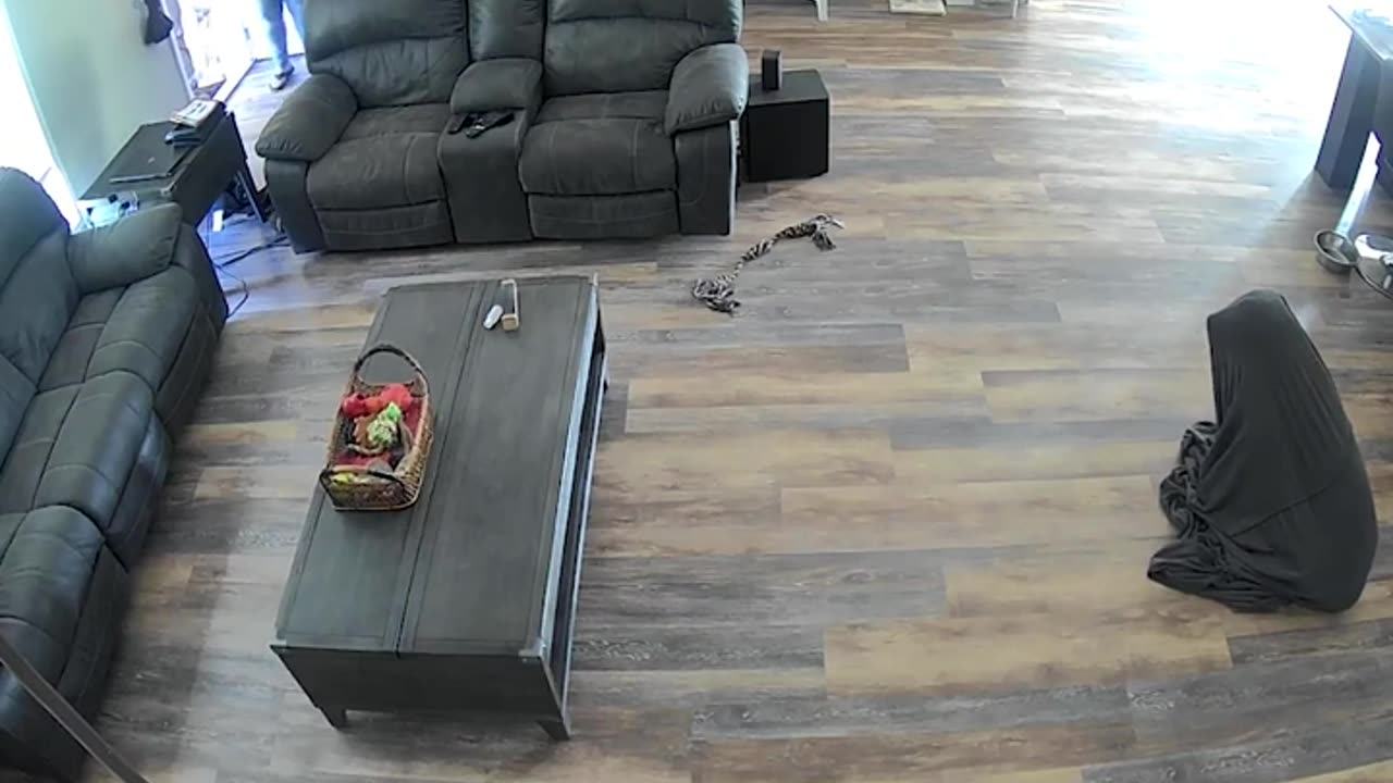 Hilarious Dog Gets Stuck in Couch Cover!