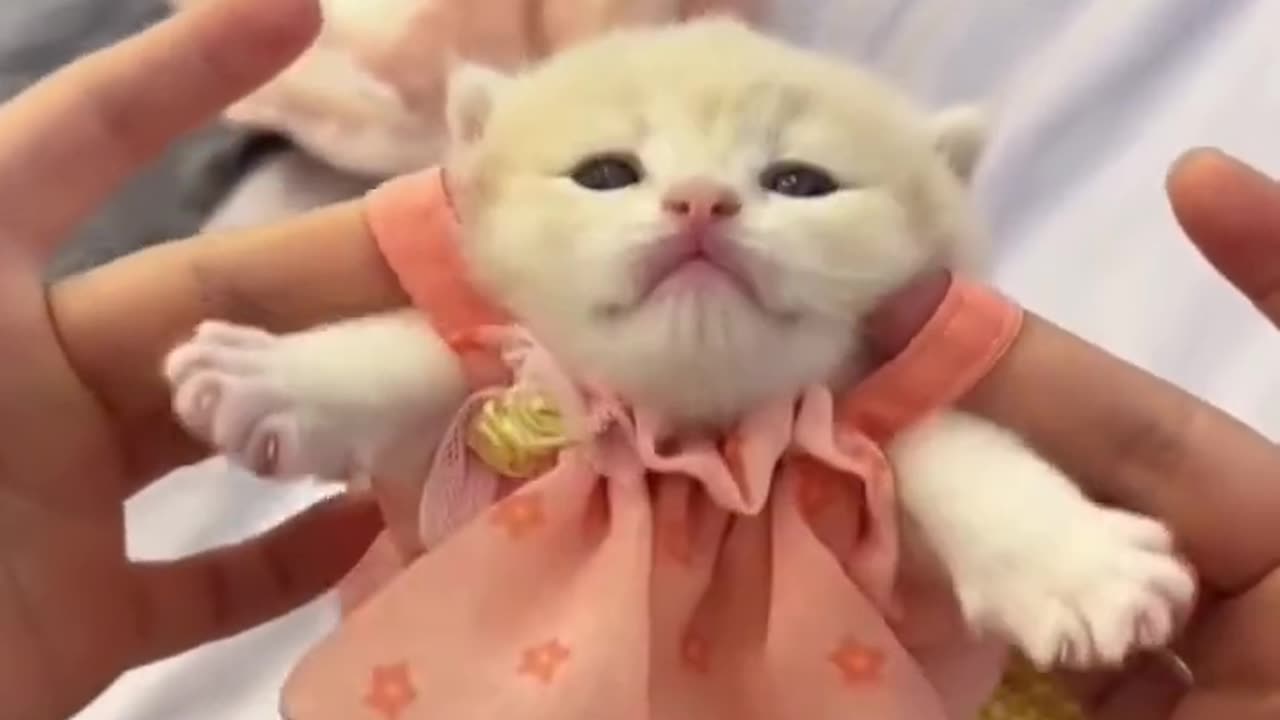 Cute cat kiten cat