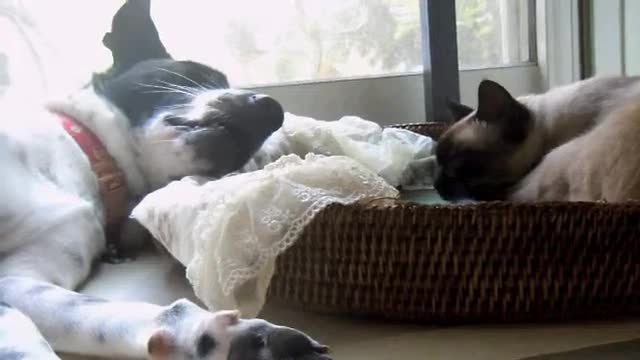 kitten and puppy family
