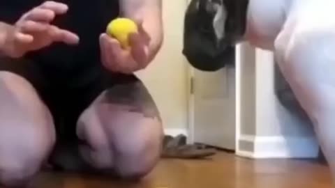 Cute puppy see his reaction