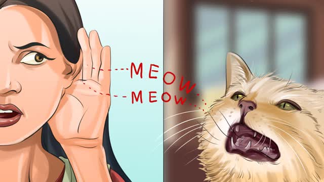 Tell if a cat has a sore Throat