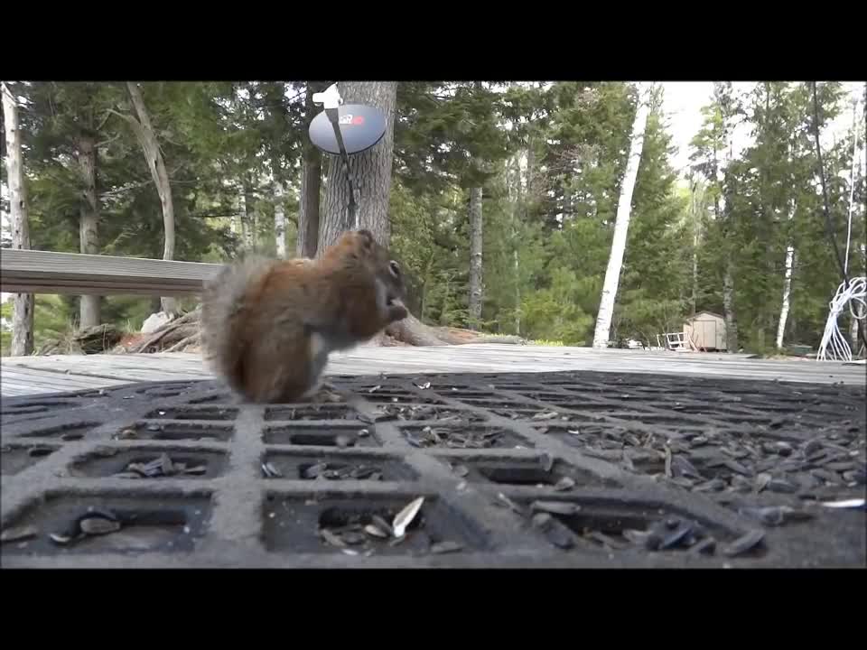 Squirrel Fight