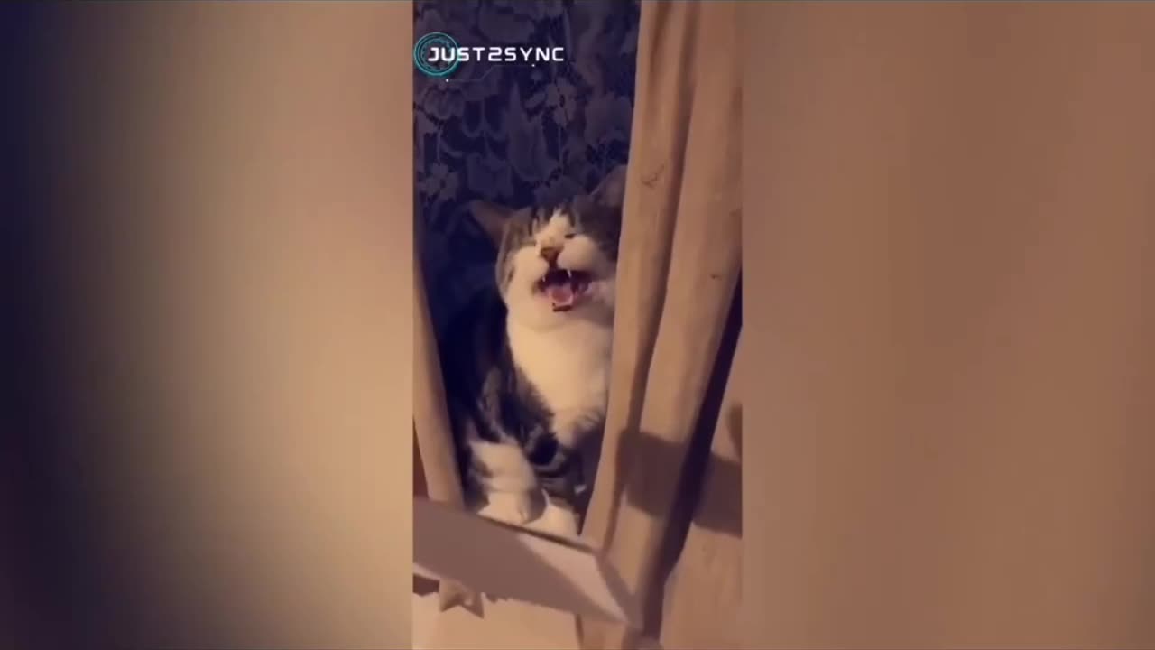 Cat's funny complation