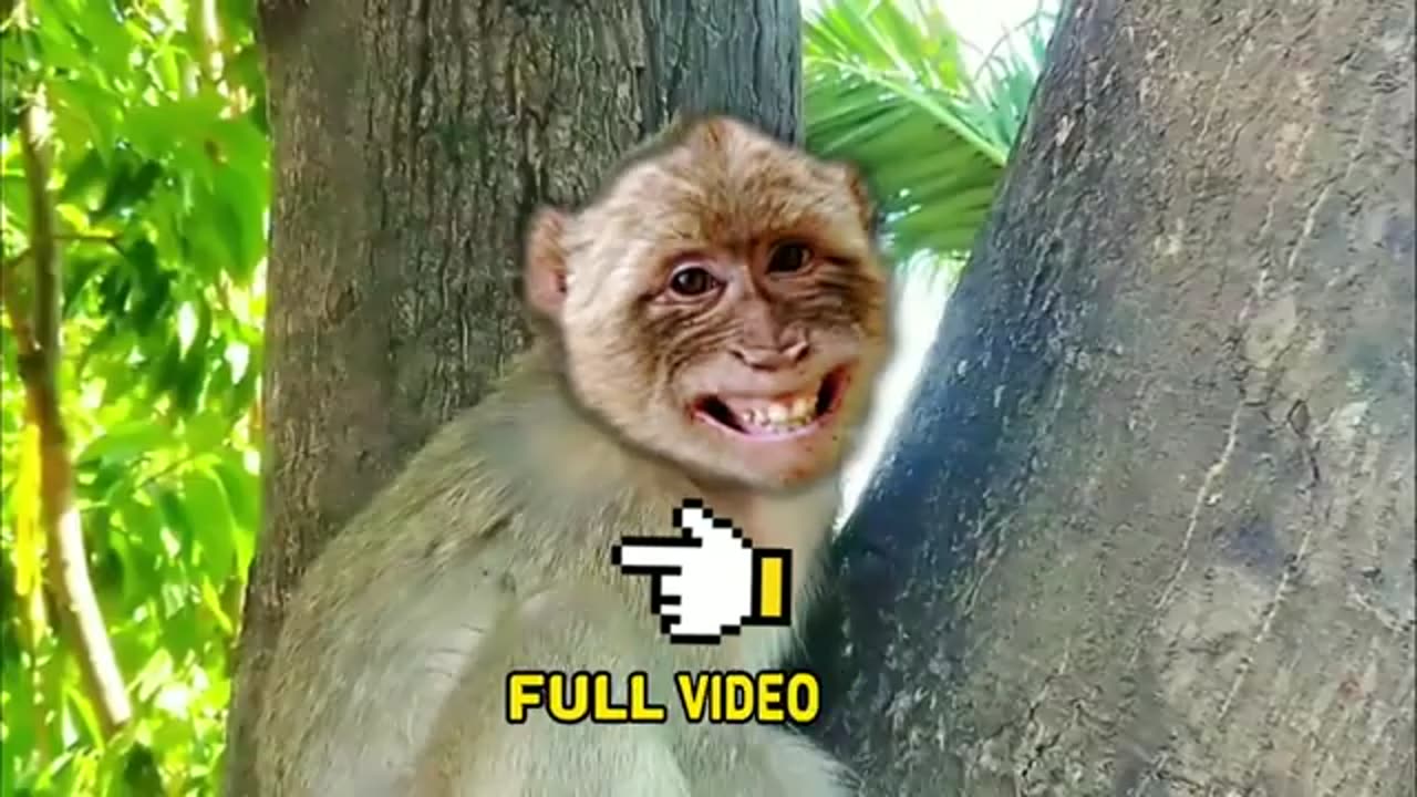 Funny video monkey 2023 cute cute ,Funny animals