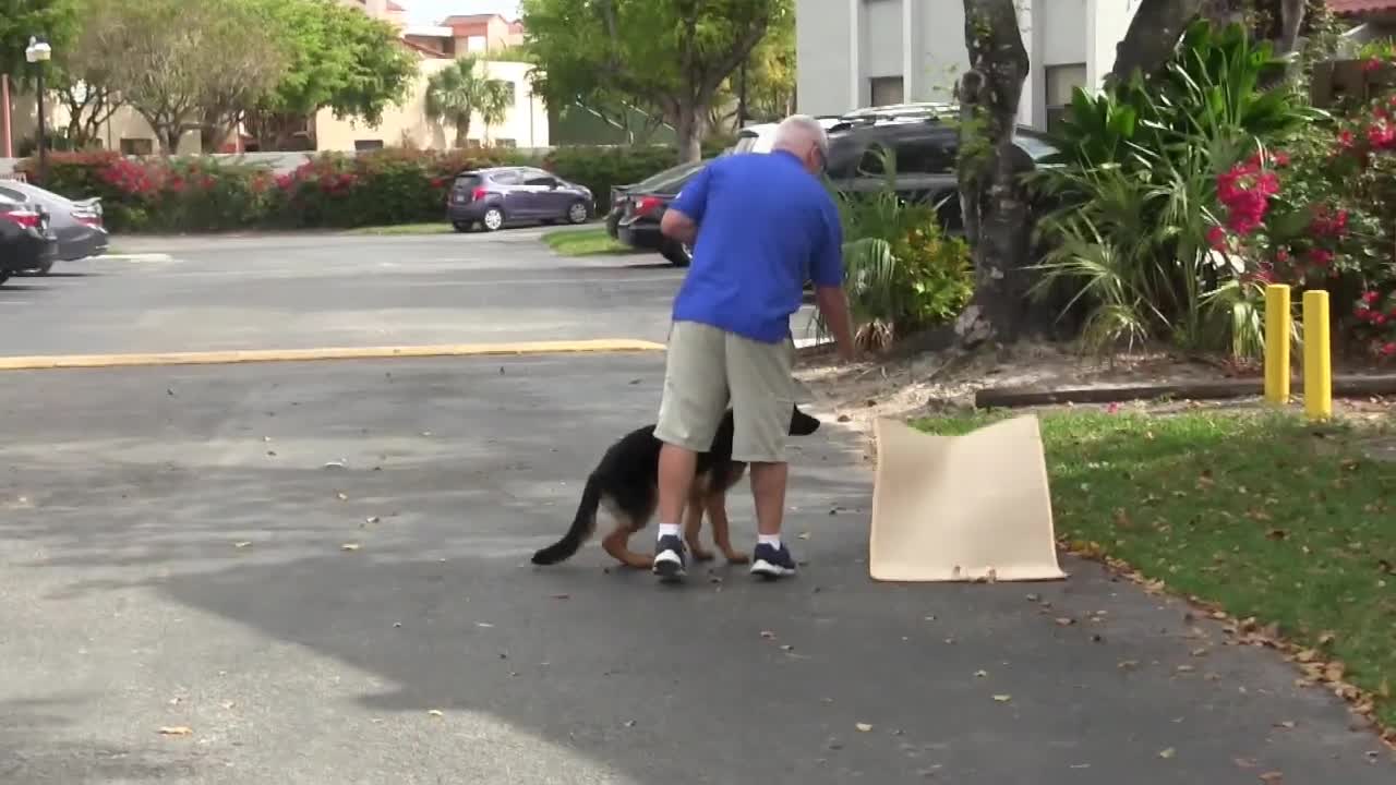 Teach your Dog to The bed command