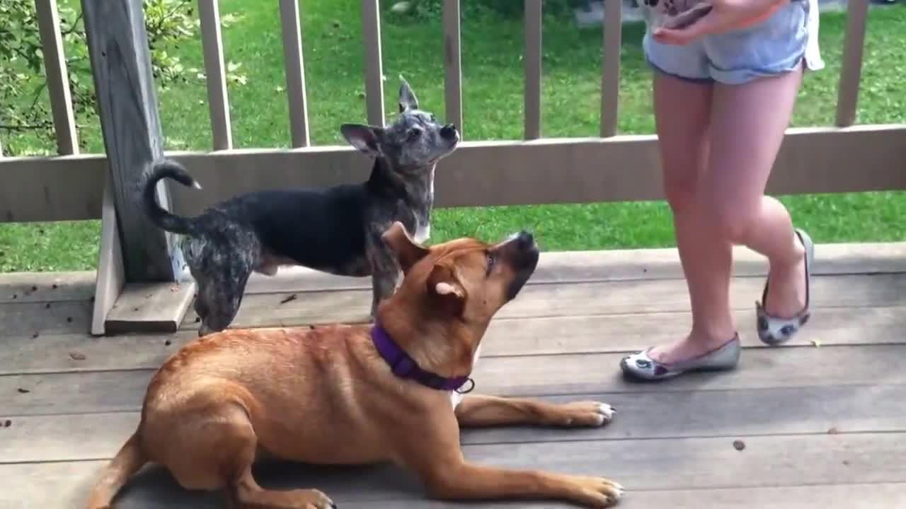 Little girl training dog