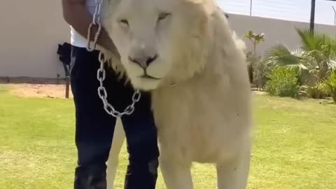 Dubai King walking with white lion😇