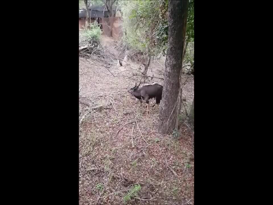 South Africa 2016 - Animal Slowmotion