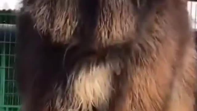 Cãozinho Fofão | Cute Puppy #dog2