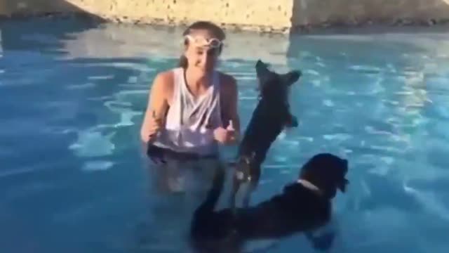 The Big Dog Help Small Dog for Surf the Pool easily