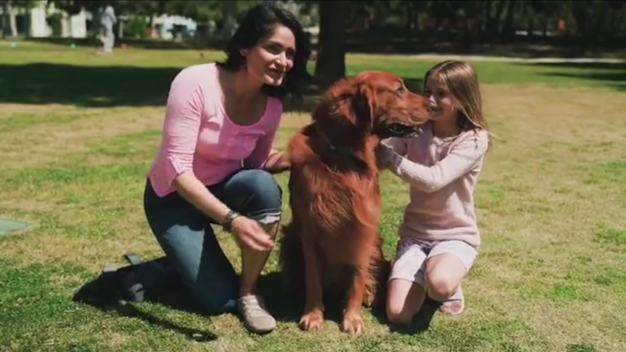 Dog Fan Of Tennis Balls Gets To Chase Them To His Heart's Content