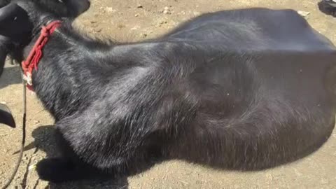 Heat problem in Buffalo/cow