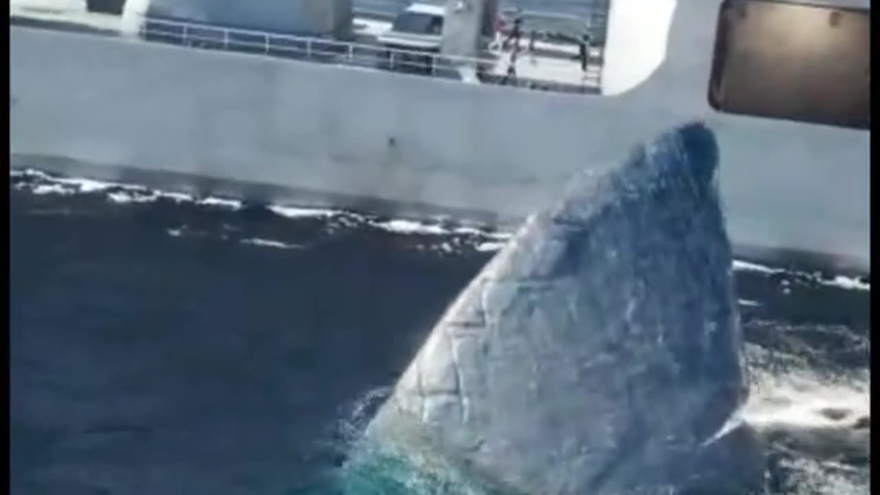 Dangerous shark