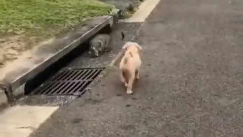 Funny Animal Video | #shorts 😂😂😂