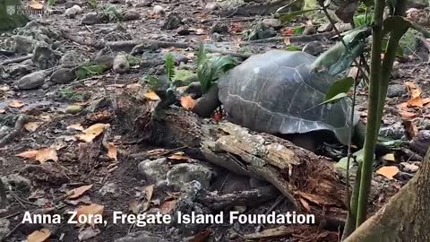 ‘Vegetarian’ giant tortoise filmed attacking and eating seabird