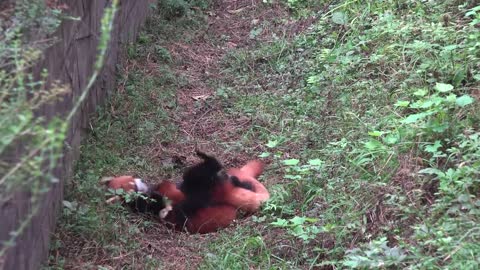 Giant Panda Breeding Center, Chengdu, China [Amazing Places 4K]