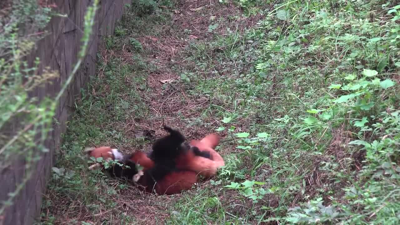 Giant Panda Breeding Center, Chengdu, China [Amazing Places 4K]