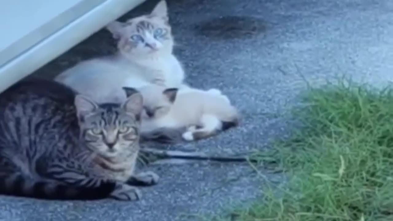 Cute/Funny Animals that Will Brighten Up Your Day