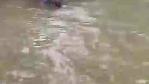 Man Rescues Dog From Being Drowned by Kangaroo || ViralHog