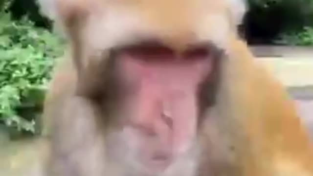 Best of funny animal videos Funniest compilation vines 2021 Funny Animals Planet