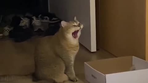Meow meow~🥺