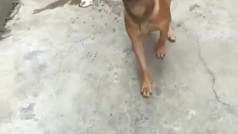 Funny dog