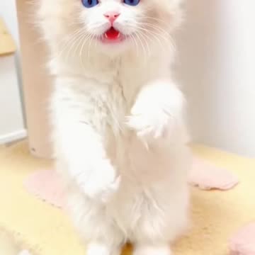 Fanny cat videos and cute cat videos