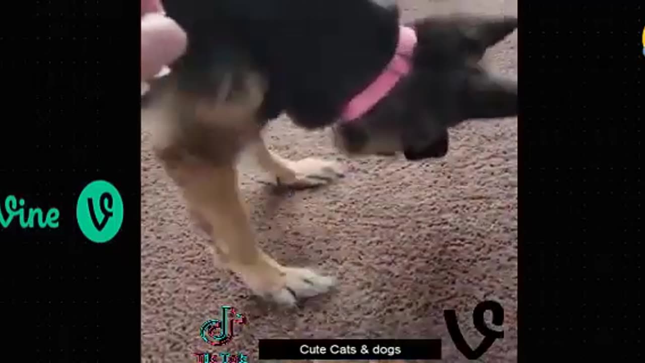 Best_Funny_Animal_Videos_Of_The_2023_🤣_-_Funniest_Cats_And_Dogs_Videos(360p