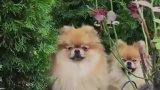 Cute And Funny puppies Doing Funny things Videos🤣_Funny Animal Videos 2022 #Shorts