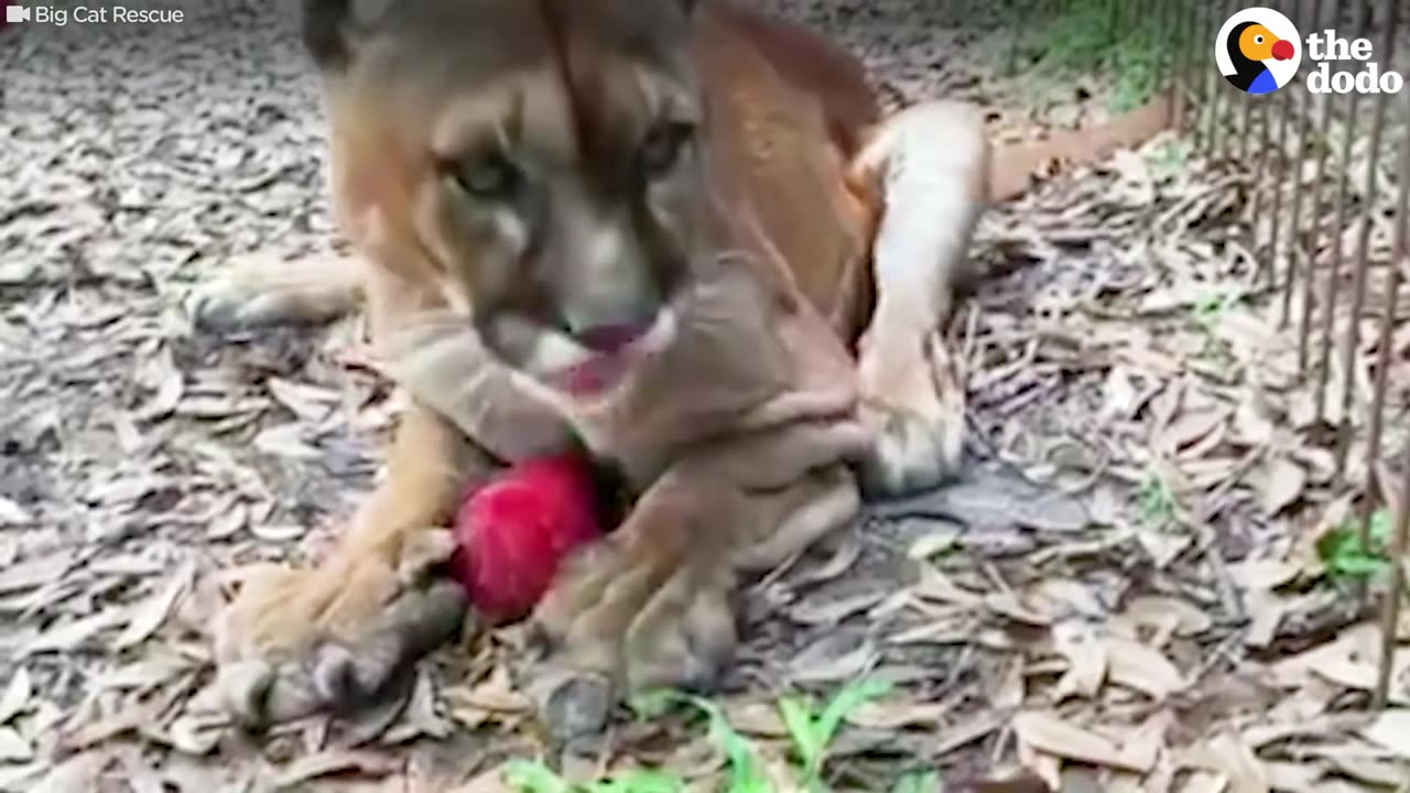 Rescued Big Cats Eating Giant Popsicles