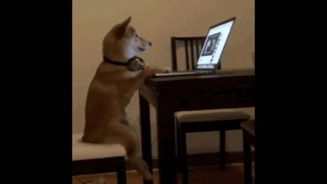 Gif video of dog in his office