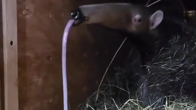 Ever seen an anteater yawn