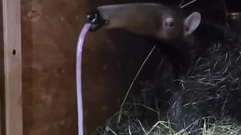 Ever seen an anteater yawn