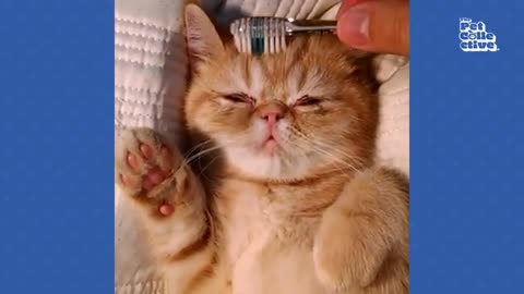 Funny😂 & cute💖 pets🐈 viralvideo▶️