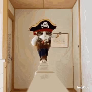 Cute Cat Gif