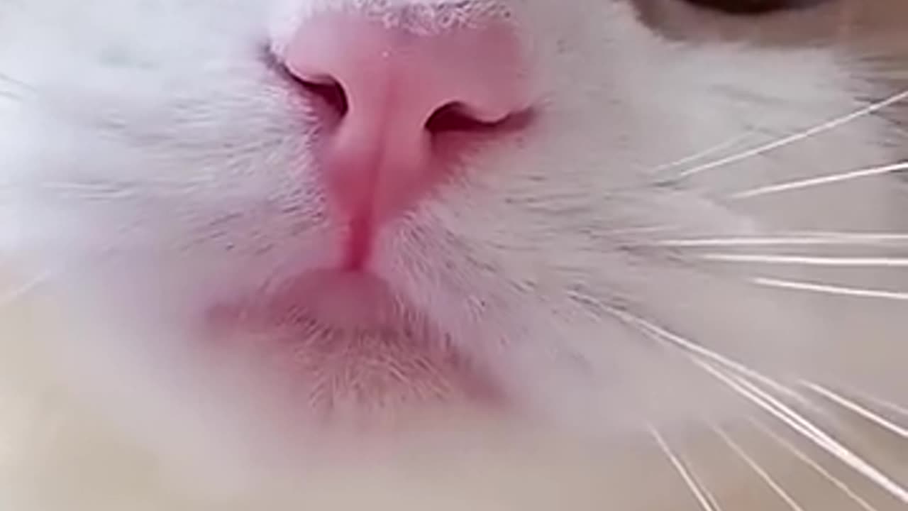 Cute cat meowing