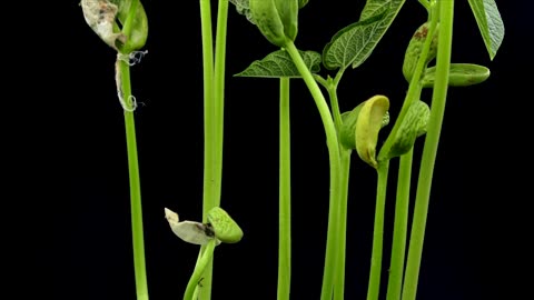 Time lapse of seedlings growing